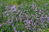 Astragalus onobrychis