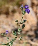 Medicago sativa