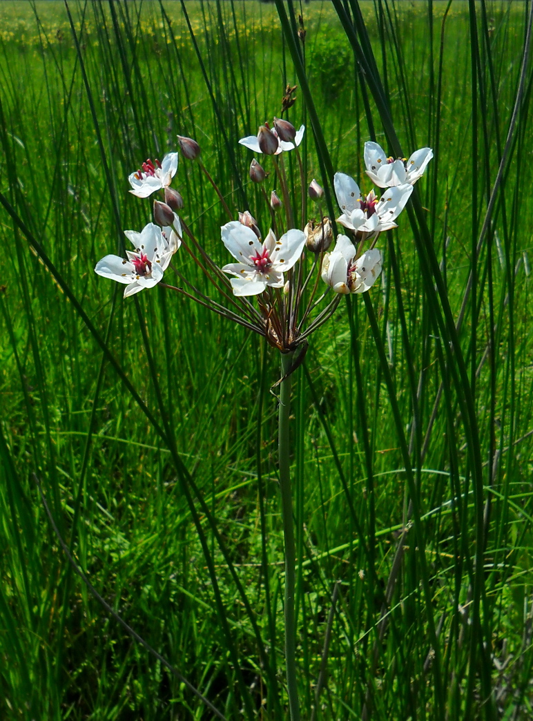 Изображение особи Butomus umbellatus.