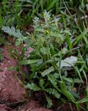 Senecio vulgaris. Цветущее растение. Марокко, обл. Марракеш - Сафи, хр. Высокий Атлас, перевал Тизи-н'Тишка, ≈ 2000 м н.у.м., каменистый сухой склон, у дороги. 01.01.2023.