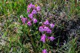 Pedicularis rhinanthoides. Цветущие растения. Киргизия, Ошская обл., Памир, Заалайский хр., берег оз. Тулпар-Кёль, ≈ 3600 м н.у.м., альпийский луг. 04.07.2022.