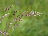 Calamagrostis canescens. Верхушка соцветия с насекомым. Ульяновская обл., Мелекесский р-н, окр. с. Куликовка, заросшее озерцо среди поля. 10.06.2023.