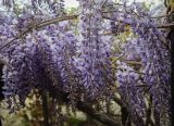 Wisteria sinensis. Соцветия с подлетающей пчелой. Абхазия, Гагрский р-н, с. Лдзаа, озеленение. 13.04.2024.