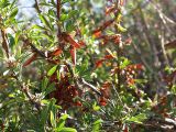 Caragana spinosa. Ветви с плодами. Бурятия, южное побережье оз. Гусиное. 12 августа 2005 г.