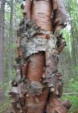 Betula pubescens. Часть ствола старого дерева. Костромская обл., заповедник \"Кологривский лес\", производный лес, ельник кисличный. 16 мая 2010 г.