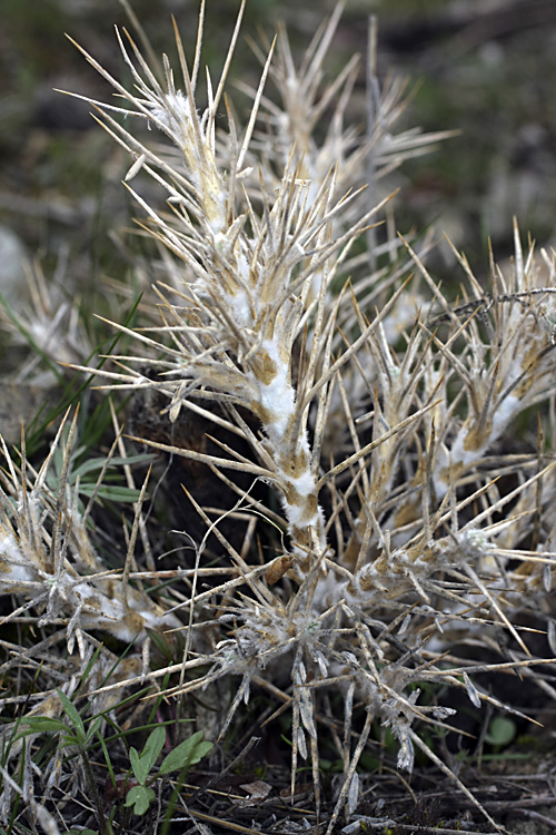 Изображение особи Astragalus bactrianus.