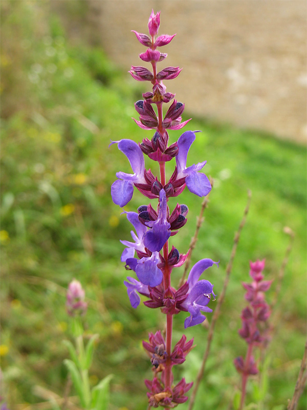 Изображение особи Salvia nemorosa.