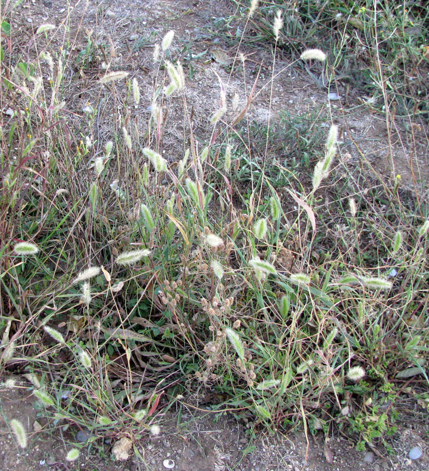 Изображение особи Setaria verticilliformis.
