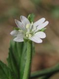 Epilobium roseum. Цветок. Крым, Чатырдаг, окр. Ангарского перевала. 28 июля 2012 г.