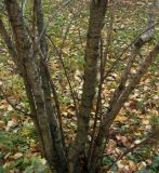 Betula pumila