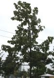 Eucommia ulmoides. Молодое дерево. Нидерланды, г. Venlo, \"Floriada 2012\". 11.09.2012.