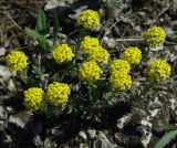 Alyssum lenense. Цветущее растение на степном каменистом склоне. Самара, Сокольи горы. 10.05.2009.