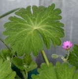 Geranium rotundifolium. Побег, бутон, цветок и лист. Германия, г. Кемпен, на открытом балконе. 30.04.2013.