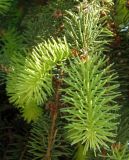 Picea abies. Молодые побеги. Крым, г. Ялта, возле здания Городского совета. 20.05.2013.