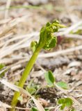 Botrychium lanceolatum. Разворачивающаяся вайя. Мурманская обл., Североморский р-н, окр. пос. Росляково, луг. 22.06.2013.