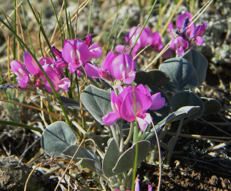 Изображение особи Gueldenstaedtia monophylla.