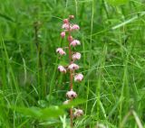 Pyrola incarnata. Соцветие. Иркутская обл., окр. залива Иркутского вдхр., лес. 29.06.2007.