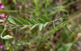 Vicia varia