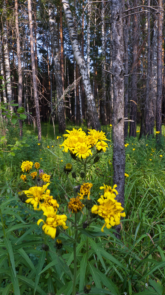 Изображение особи Hieracium umbellatum.