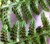 Athyrium filix-femina