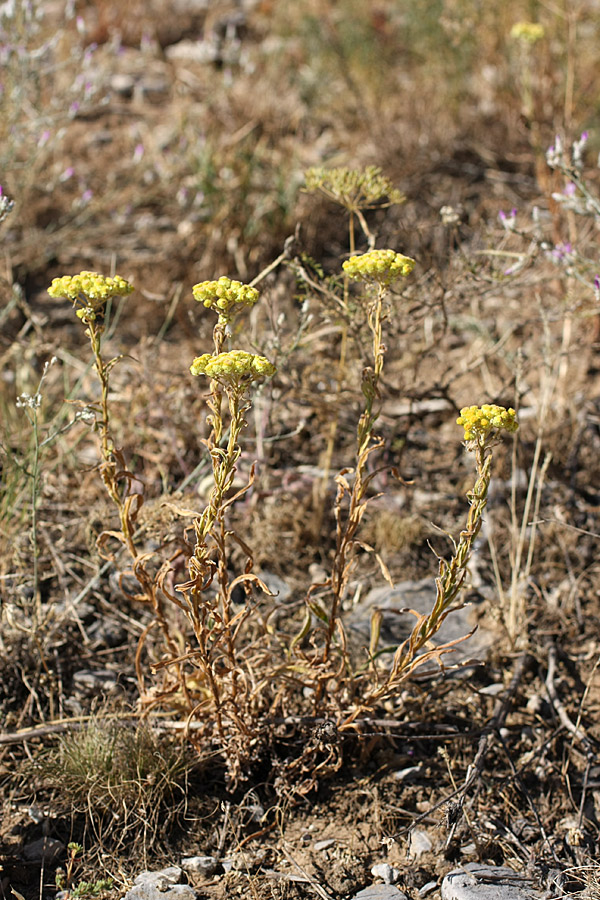 Image of Helichrysum maracandicum specimen.