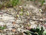 Erophila verna