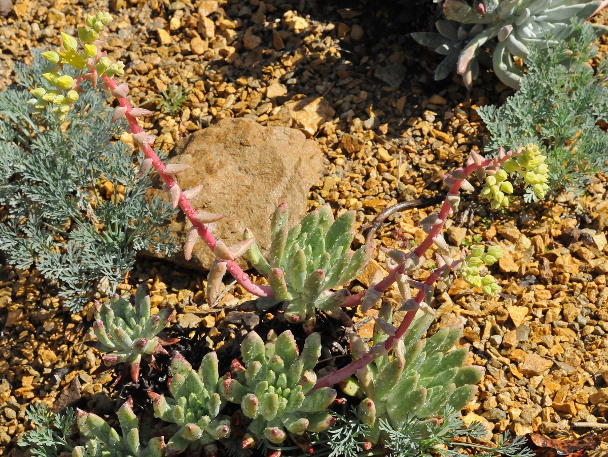 Image of Dudleya cespitosa specimen.
