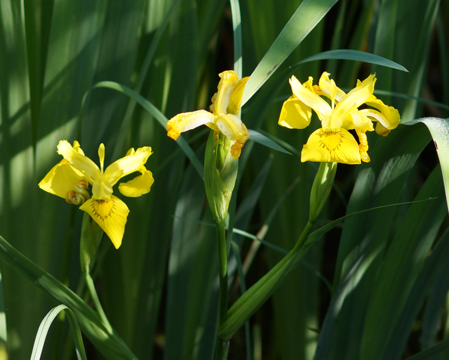 Изображение особи Iris pseudacorus.