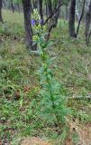 genus Aconitum. Цветущее растение. Приморье, Сихотэ-Алинский заповедник, бухта Удобная, опушка дубово-березового леса. 24.08.2015.