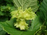 Corylus heterophylla. Плоды. Приморье, окр. г. Находка, лес. 25.07.2015.