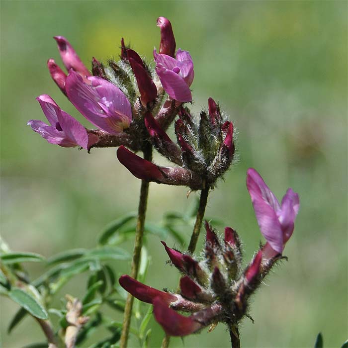 Изображение особи Astragalus cornutus.