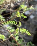 Astragalus schmalhausenii. Верхняя часть плодоносящего однолетника. Казахстан, Южно-Казахстанская (Чимкентская) обл., Туркестанский акимат, в 10 км на ССВ от г. Кентау, буферная зона Каратауского заповедника; центральная часть хр. Сырдарьинский Каратау, юго-западный макросклон, долина р. Биресик в среднем течении, изрезанный массив по правому борту ущелья в 1-1.5 км от русла, седловина между каменными останцами из комплекса вершин, крутой крупнообломочный и ступенчатый склон ВЮВ экспозиции; эфемерово-ксерофитнокустарниковый петрофитон (полидоминантный фриганоид), под кроной крупного кустарника, на лёссово-гравийной эфемеровой пустоши, 750 м н.у.м. 27 мая 2016 г.