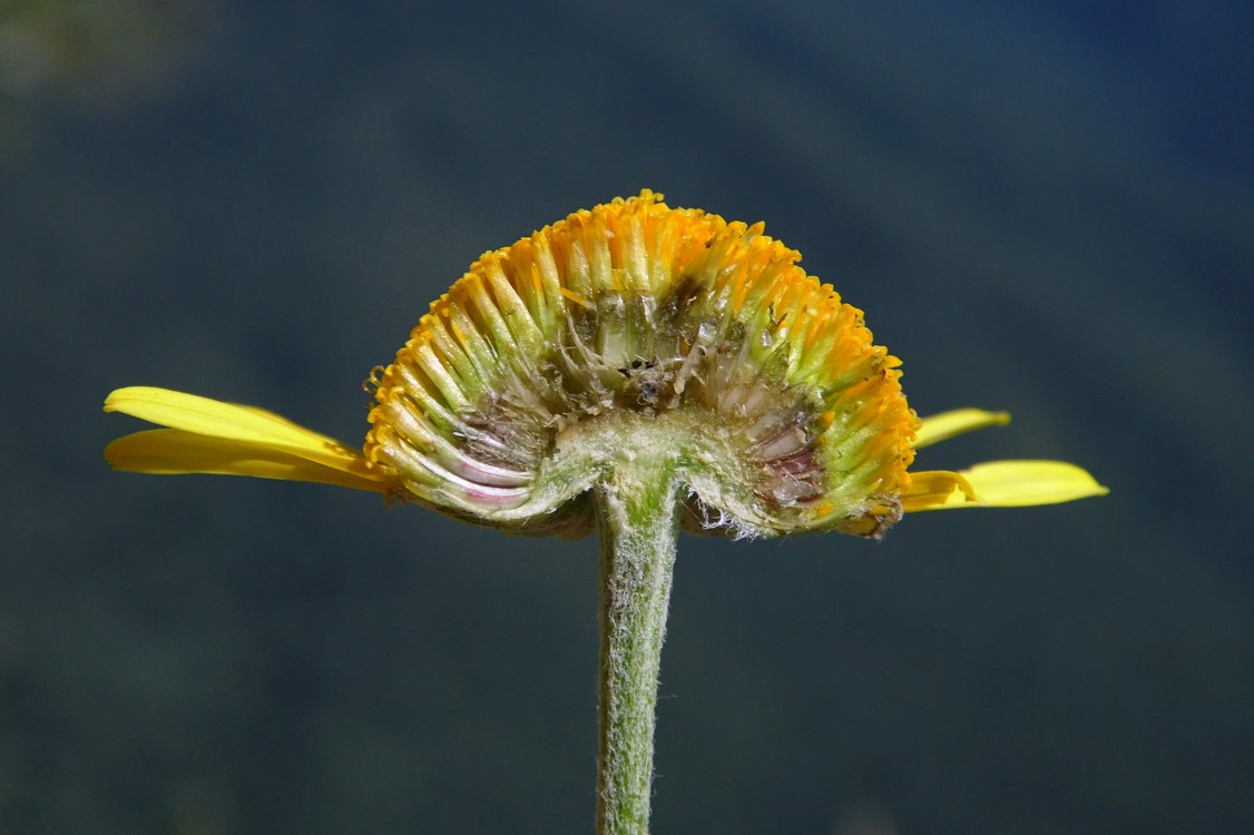 Изображение особи Anthemis tinctoria.