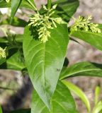 Cestrum nocturnum