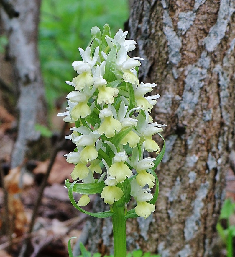 Изображение особи Dactylorhiza romana ssp. georgica.