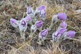 Pulsatilla taurica