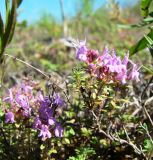 Thymus dubjanskyi. Фрагмент побега с соцветиями. Республика Мордовия, Большеберезниковский р-н, окр. с. Вейсэ, открытый склон с выходами мергелисто-меловых пород. 5 августа 2016 г.