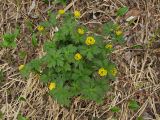 Trollius membranostylis