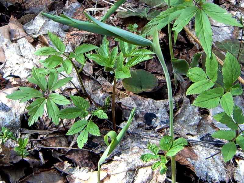 Изображение особи Polygonatum multiflorum.