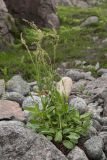 Rumex lapponicus. Цветущее растение на каменистой россыпи. Мурманская обл., Кольский р-н, окр. пос. Лодейное, расщелина между скалами на берегу Баренцева моря. 20.07.2017.