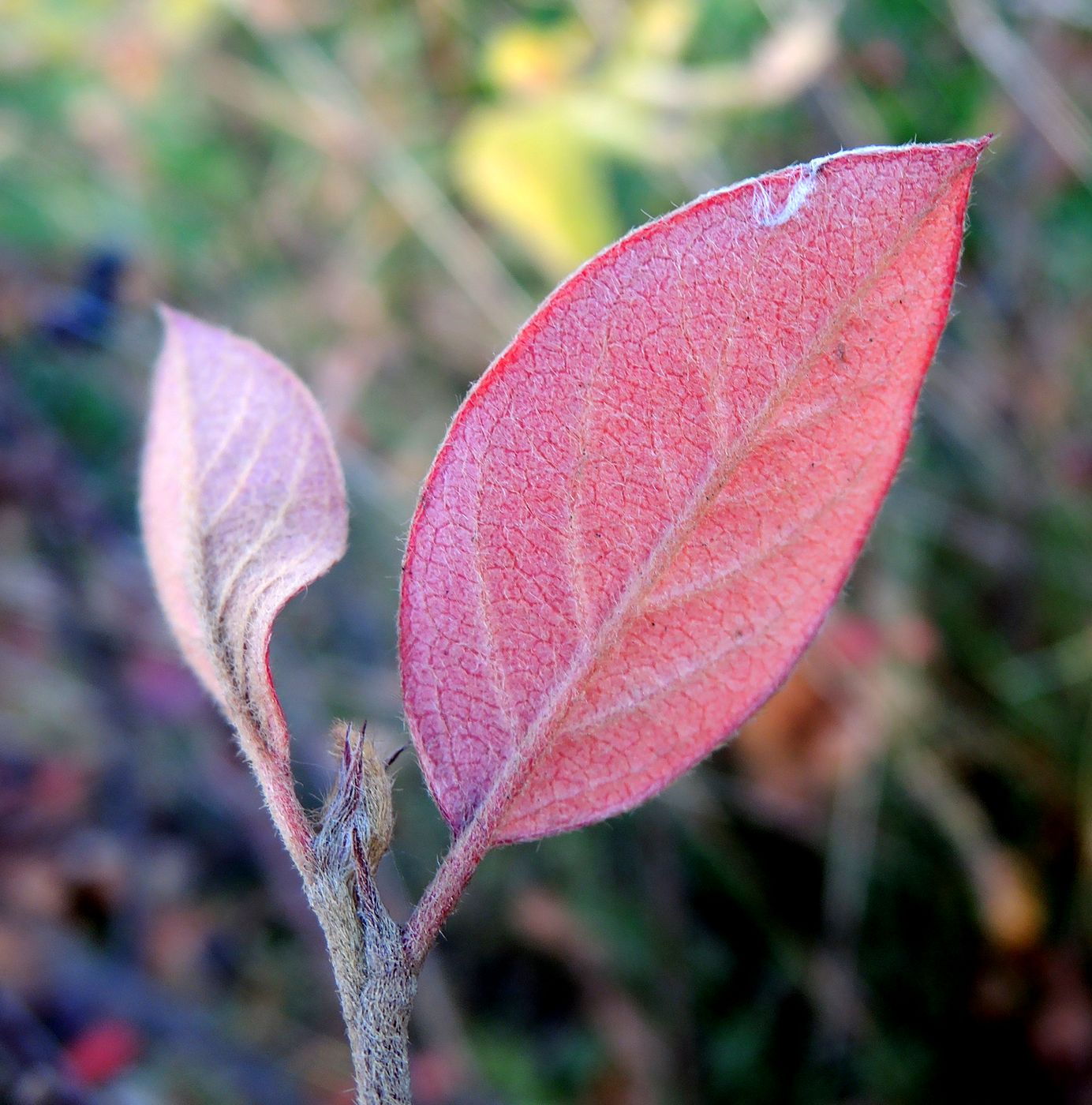 Изображение особи Cotoneaster lucidus.