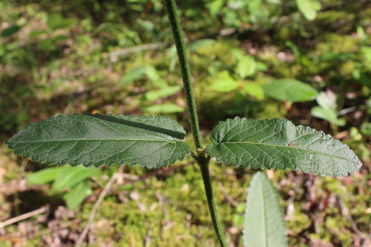 Изображение особи Betonica officinalis.