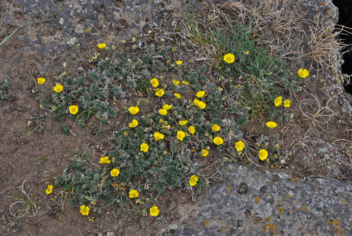 Изображение особи Potentilla sericea.