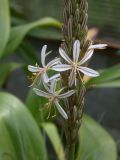 Asphodeline damascena