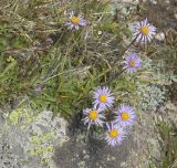 Aster alpinus. Цветущее растение. Кабардино-Балкария, Эльбрусский р-н, склон горы Чегет, альпийский луг. 19.08.2009.