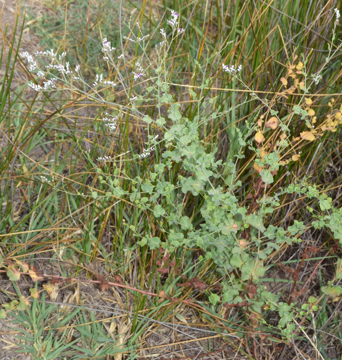 Изображение особи Limonium reniforme.