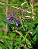 Symphytum officinale. Верхушка побега с соцветием. Московская обл., Орехово-Зуевский р-н, окр. дер. Красная Дубрава, долина р. Клязьма, луг. 26.08.2018.