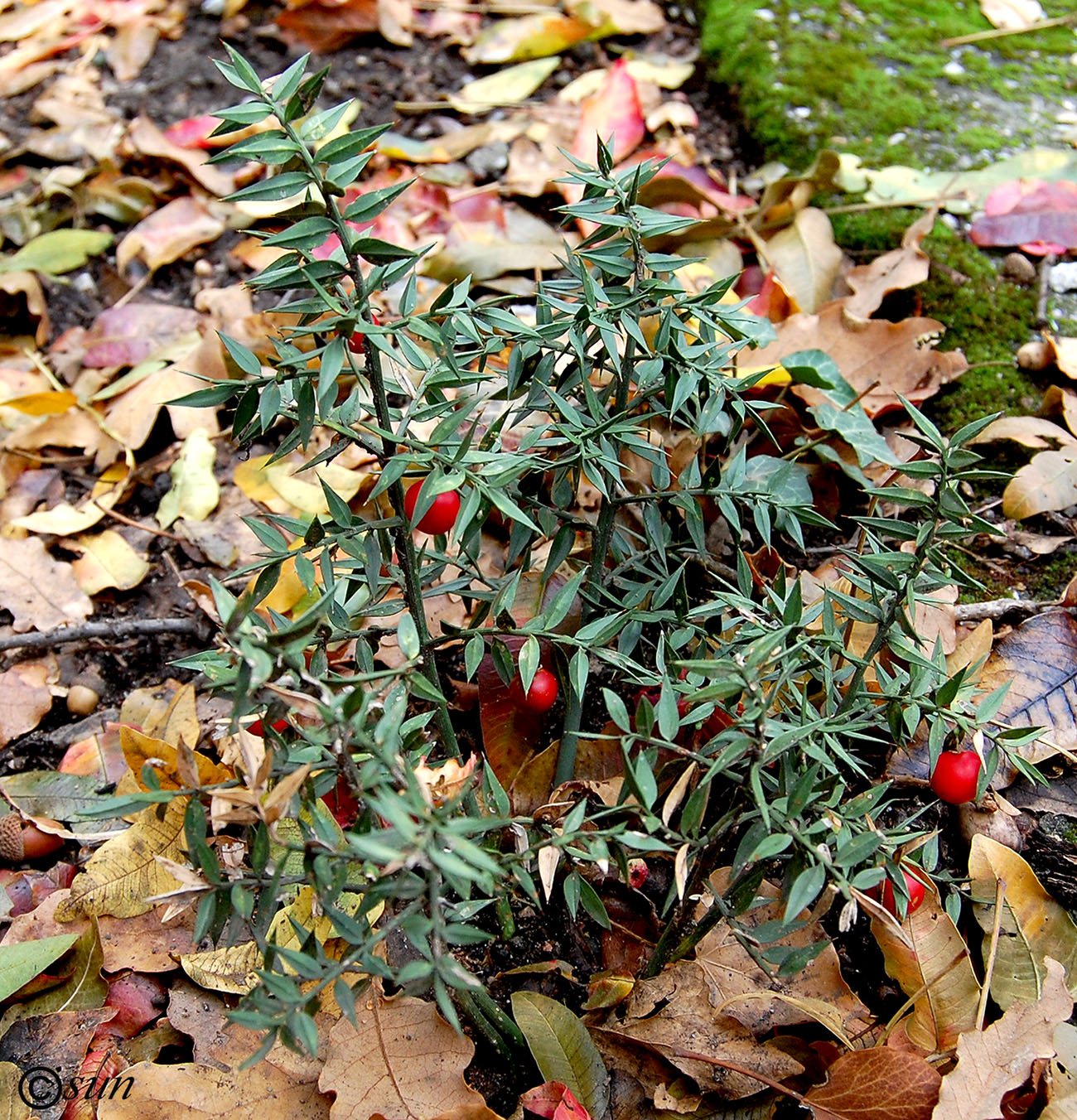 Изображение особи Ruscus aculeatus.