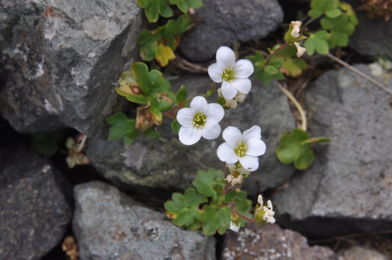 Изображение особи Saxifraga sibirica.