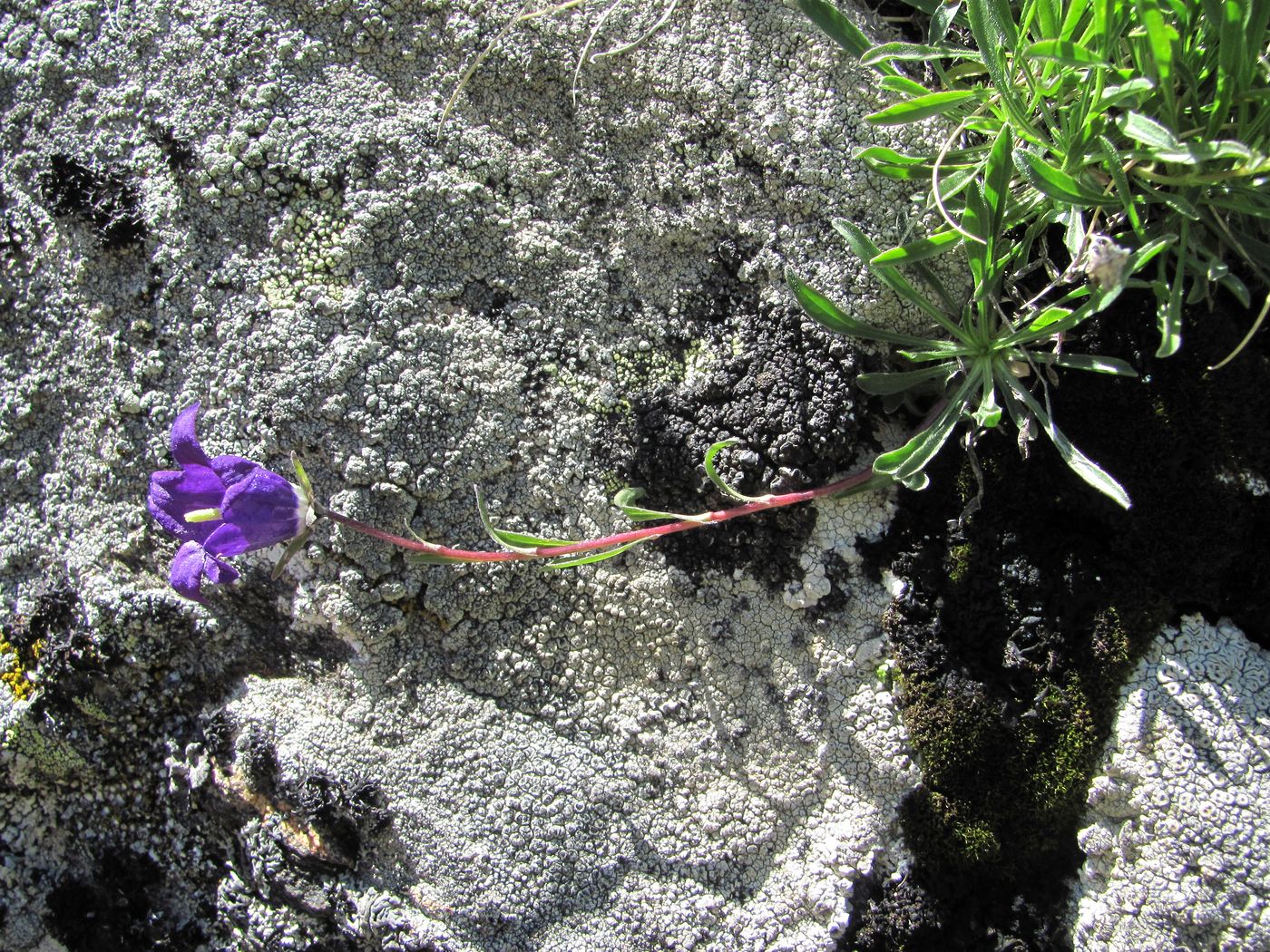 Изображение особи Campanula saxifraga.